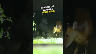 Baby gorilla interacts with baby deer 😳