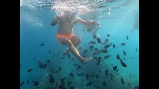 Swimming and snorkeling with the fish in Makadi Bay Egypt - SUNRISE Royal Makadi Resort