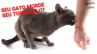 Como fazer o seu gato PARAR de MORDER seu TORNOZELO!