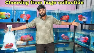 Buying a new Indian flowerhorn | rajan aquarium | தமிழ்