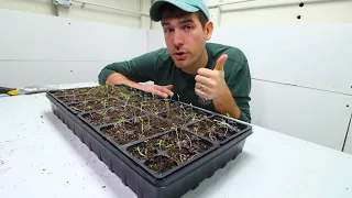 SIX Reasons Your Seedlings Are Leggy + Solutions