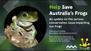 Australian Museum: saving Australia's frogs