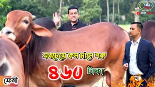 সবচেয়ে কম দামে কোরবানির গরু! লাইভ ওয়েটে ৪৬০ টাকা! কোরবানির গরু 2024