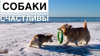 ЩЕНОК ВПЕРВЫЕ НА МОРЕ / на природу с собаками🐶🐶 ПЕРЕПУТАЛА МАРШРУТ, чуть не уехали в ...