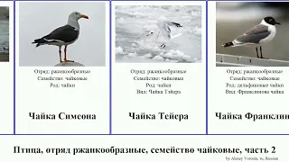 Птица, отряд ржанкообразные, семейство чайковые, часть 2 крачка чайка серая bird глупая Чёрная