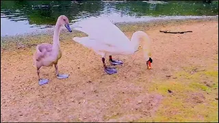 Feeding a young wild swan. He has done a poo - British wildlife video