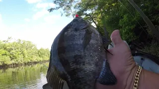 Bluegill On Black River My Birthday 2024.