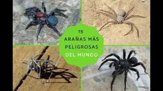 10 arañas mas peligrosas del mundo te sorprendera
