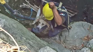 10 amazing rescues your heart will never forget.