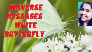 universe messages white butterfly 🦋🦋🌈🌈