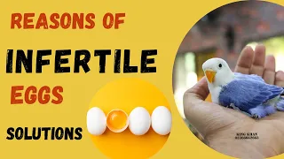 Reasons of infertile Eggs / solutions?? #lovebird #breeding #kkasad #farming