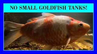 Episode 34: How Big Comet Goldfish Get and Why You Should NOT Use Them as "Feeder Fish"!