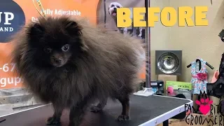 How to groom a Pomeranian Cutest dog ever