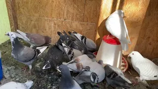 Young pigeons🕊️❤️