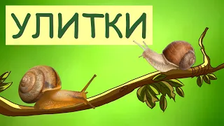 Snails | Snail Animal Facts | The Wonderful World of Invertebrates