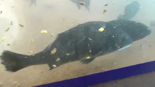 チヌがコーンを捕食する映像。活さなぎミンチ激荒をそのまま水槽に投入し、魚の反応をテストします。底に落ちたエサをクロダイが盛んに食べています。釣太郎黒鯛飼育食性実験。
