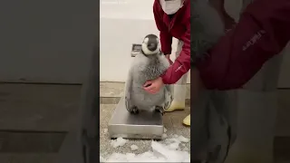 Взвешивание пингвина