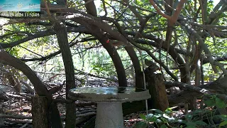 Juvenile Cardinal