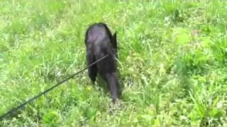 Schutzhund 3 track part 1