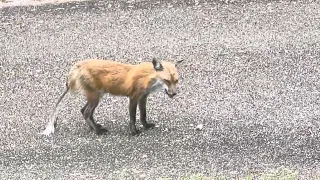 Jubilee 🦊 back for a snack again