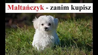 Zanim kupisz MALTAŃCZYKA