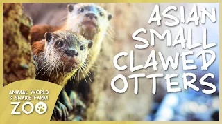 4 Otterly Awesome Facts About Asian Small Clawed Otters!