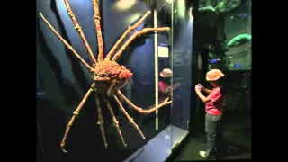 Japanese Spider Crab