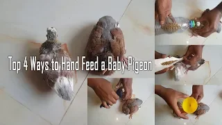 Top 4 ways to hand feed a baby pigeon