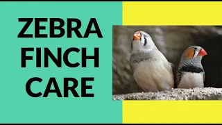 Zebra Finch Care