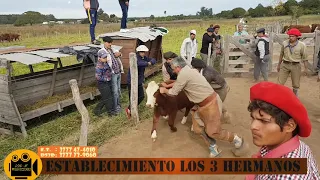 Yerra (Tradición Campera ) establecimiento los 3 hermanos