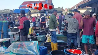 MANTAP!!! PALING MURAH IKAN AIR TAWAR DI PASAR IKAN PURWONEGORO