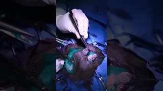 Reconstruction faciale d’un cheval victime d’un Sarcoide