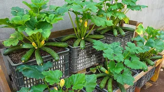 Garden | Why is it so easy to grow zucchini? Discover how to grow zucchini at home