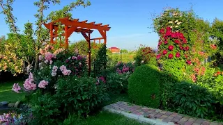 Прогулка по саду  начало июня.Цветут розы, клематисы и многолетники
