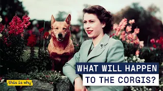 The Royal Corgis: How the Queen fell in love and where they will go now.