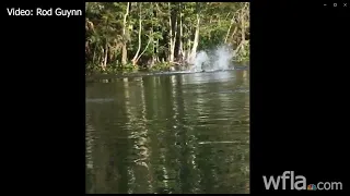 Kayaker dodges tree jumping monkeys on river in Florida river