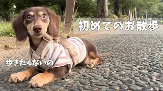 初めてのお散歩に行ってきました！【ミニチュアダックスフンド子犬】