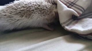 Vicious hedgehog attack!
