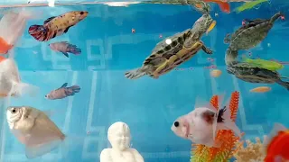 CUTE ANIMAL VIDEOS 😍🥰🥳 FISH, STARFISH, TURTLE, OCTOPUS, GLOFISH, MANFISH, KOKIFISH, GLOWFISH