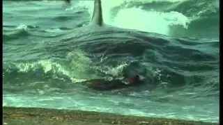 Killer whales hunting sealions on a beach