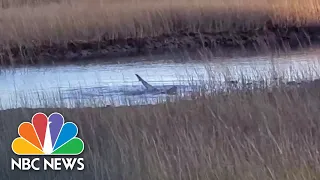 Video Shows Rare Shark Sighting In Cape Cod | NBC News NOW