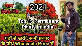 Top 15 permanent Plants in India /How to care permanent plants