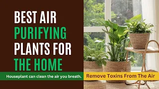 Best 6 Air Purifying Plants For Indoor Air Quality