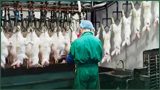 Modern Rabbit Farming and Meat Processing in Factory - Rabbit Harvest Technology - Rabbit Farm