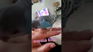 Leo the talking budgie