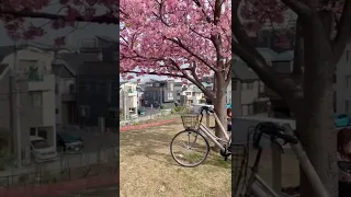 Kawazu Sakura Along Edogawa River 🌸