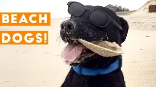 Funniest Dogs at the Beach Compilation 2018 | Funny Pet Videos