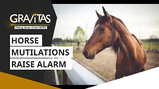 Gravitas: Mysterious horse killings in France