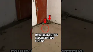 Found 3 orange kittens abandoned in front of a shop