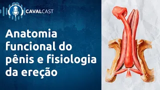Anatomia Funcional do Pênis e Fisiologia da Ereção | Cavalcast